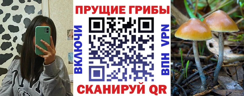 Псилоцибиновые грибы Psilocybe  даркнет сайт  Северодвинск 